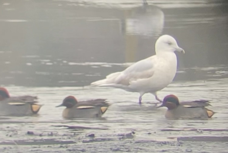 Iceland Gull - Pablo Capilla-Lasheras