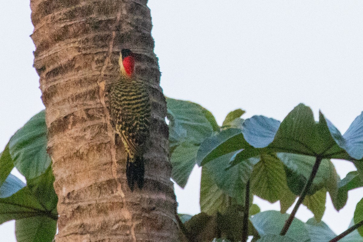 Green-barred Woodpecker - ML611828302