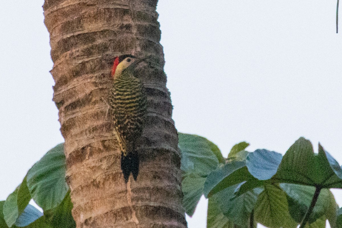 Green-barred Woodpecker - ML611828304