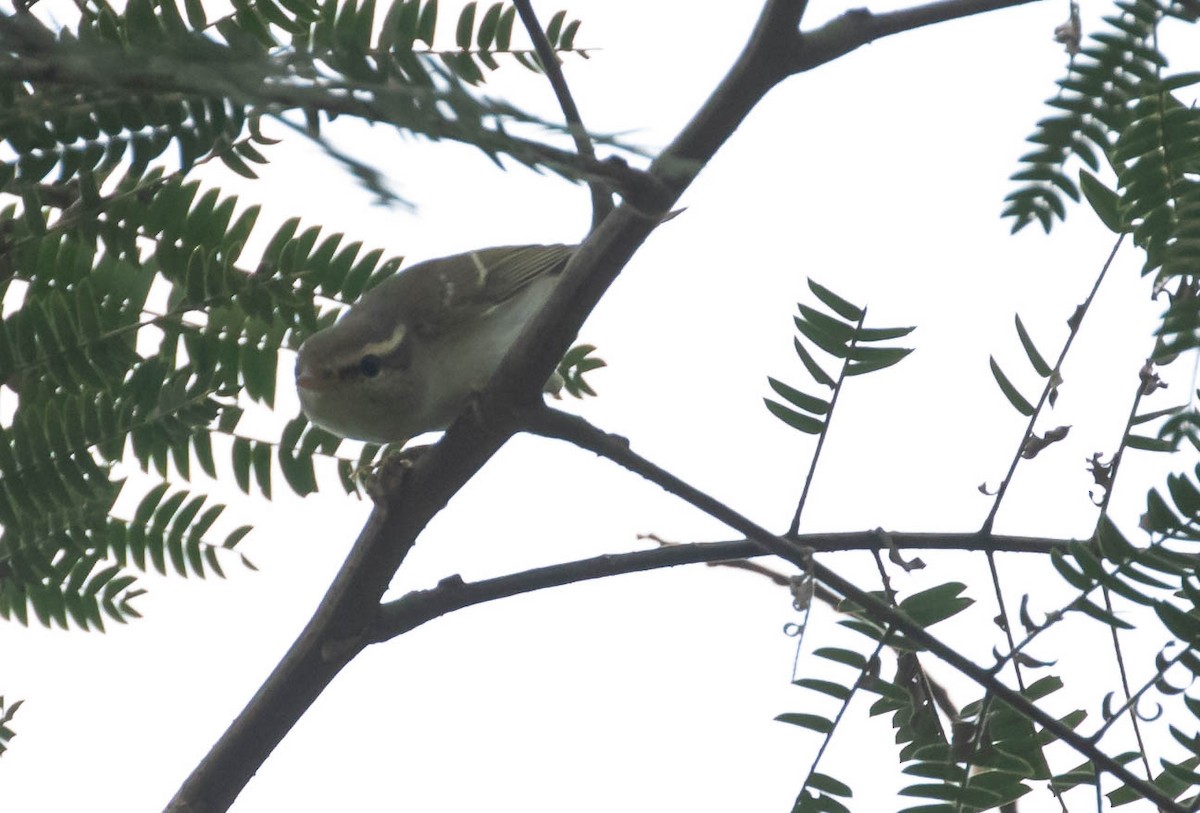 Two-barred Warbler - ML611828387