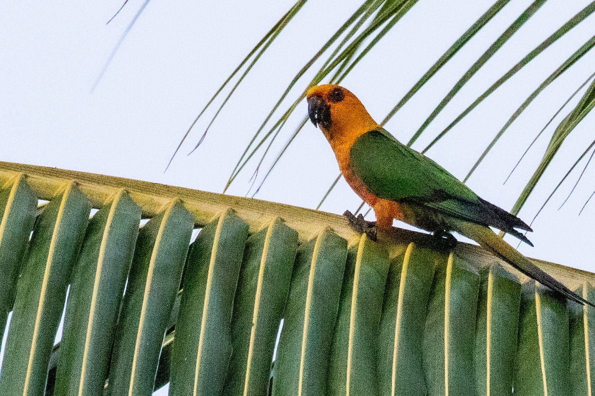 Jandaya Parakeet - Sue Wright