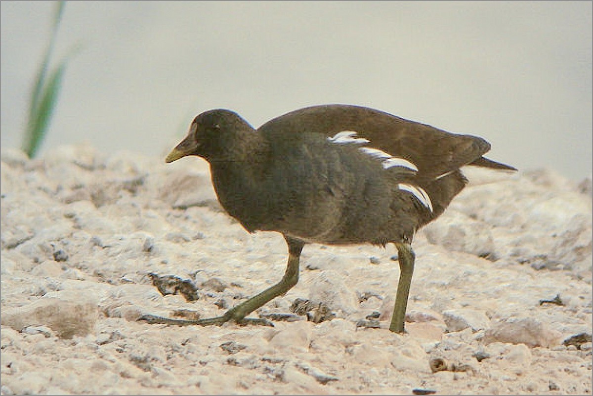 Eurasian Moorhen - ML611828491