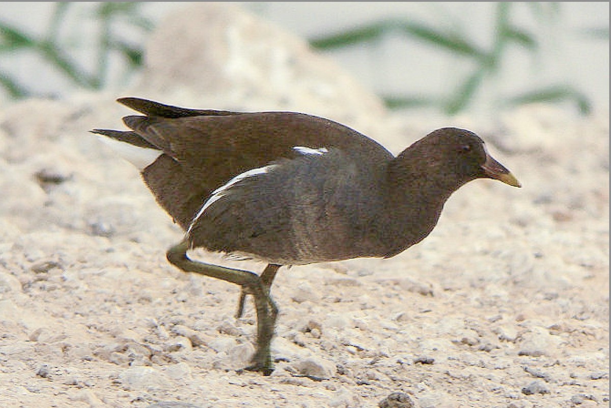 Gallinule poule-d'eau - ML611828492