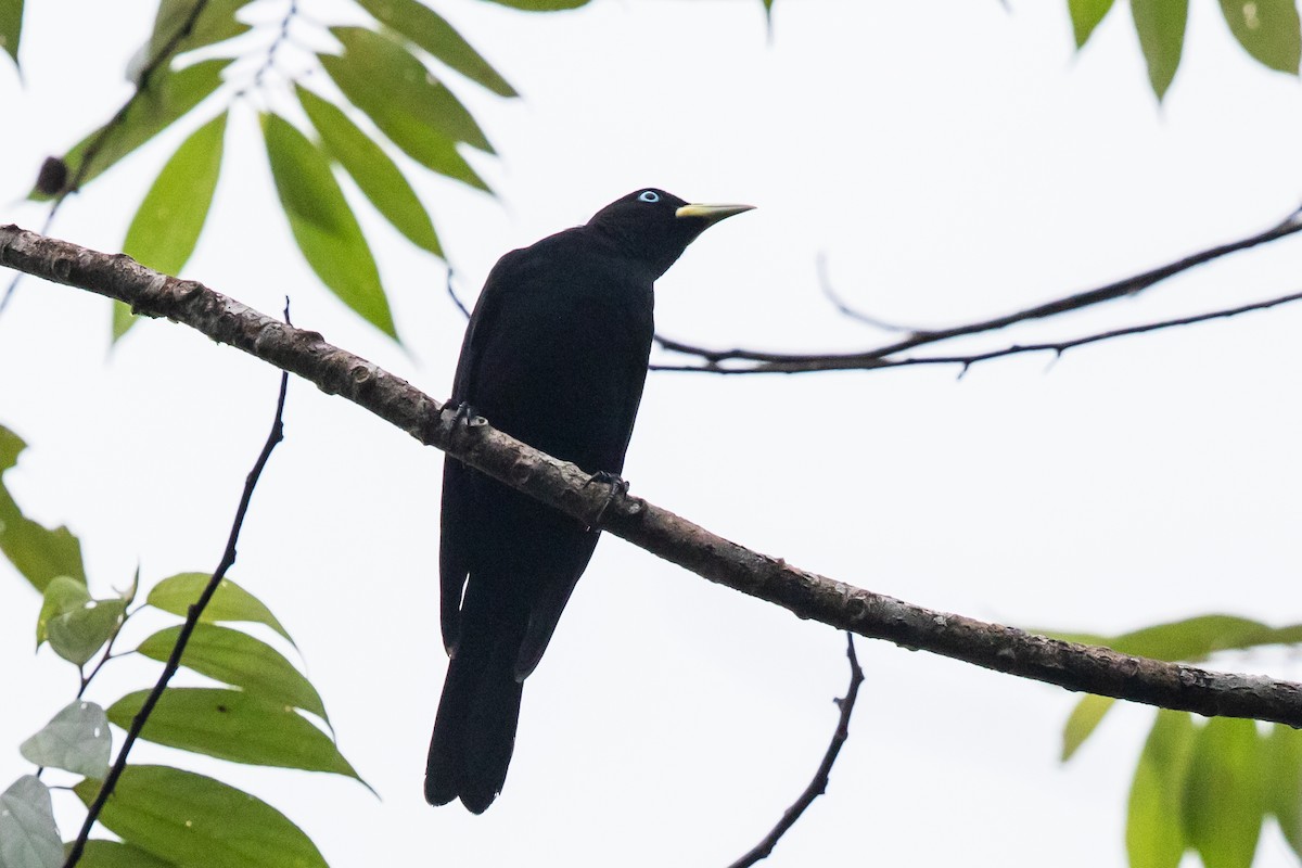 Scarlet-rumped Cacique (Pacific) - ML611828499