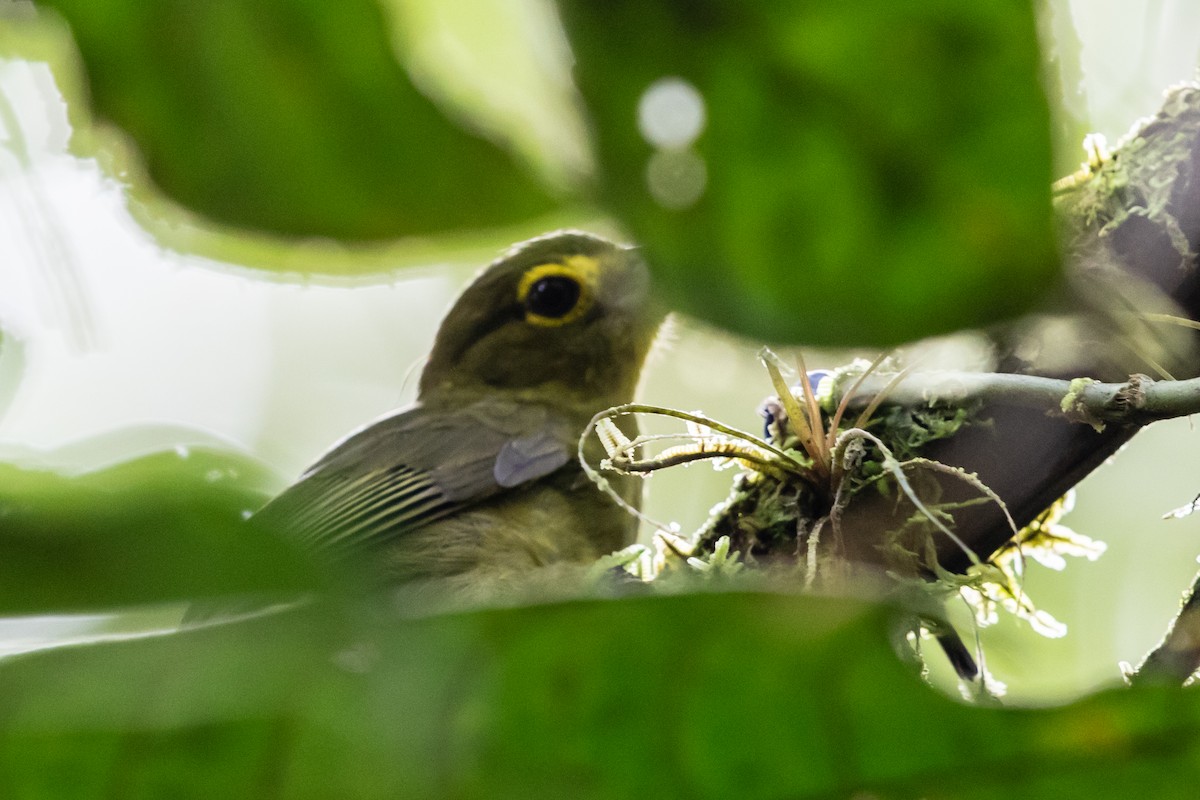 Lemon-spectacled Tanager - ML611828515