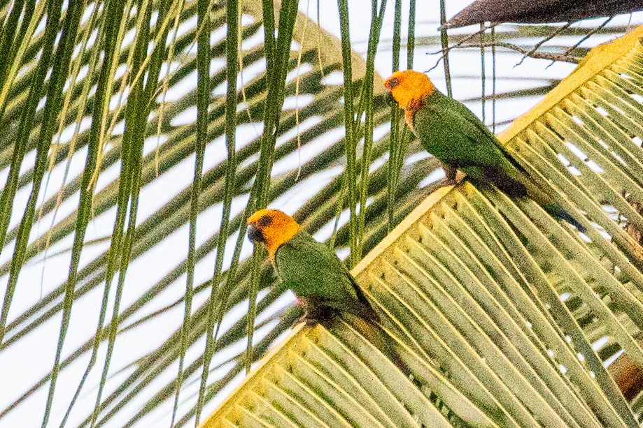 Jandaya Parakeet - Sue Wright