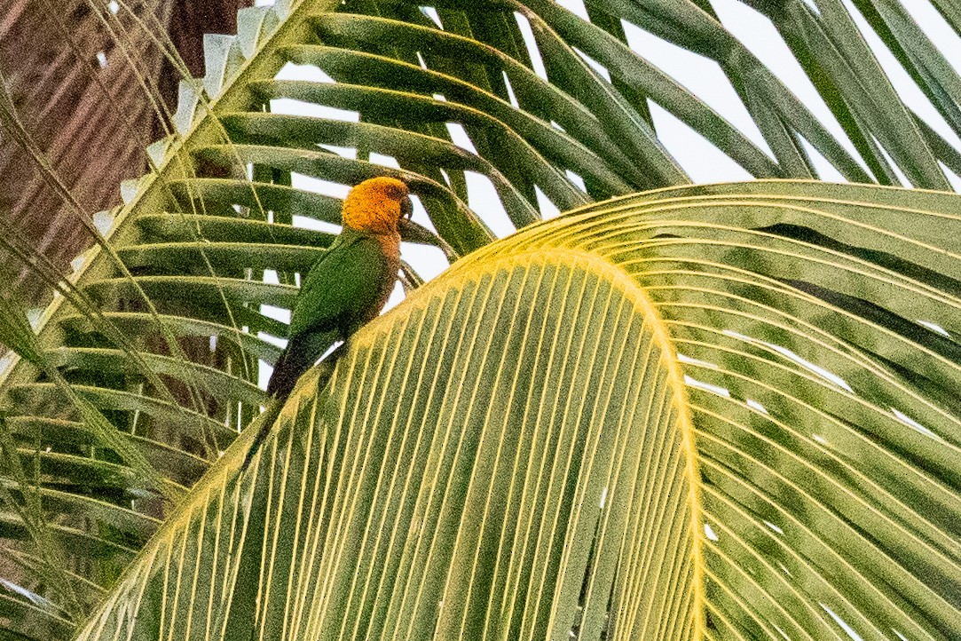 ナナイロメキシコインコ - ML611828560