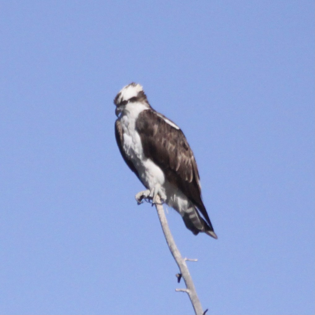 Osprey - alan mauer