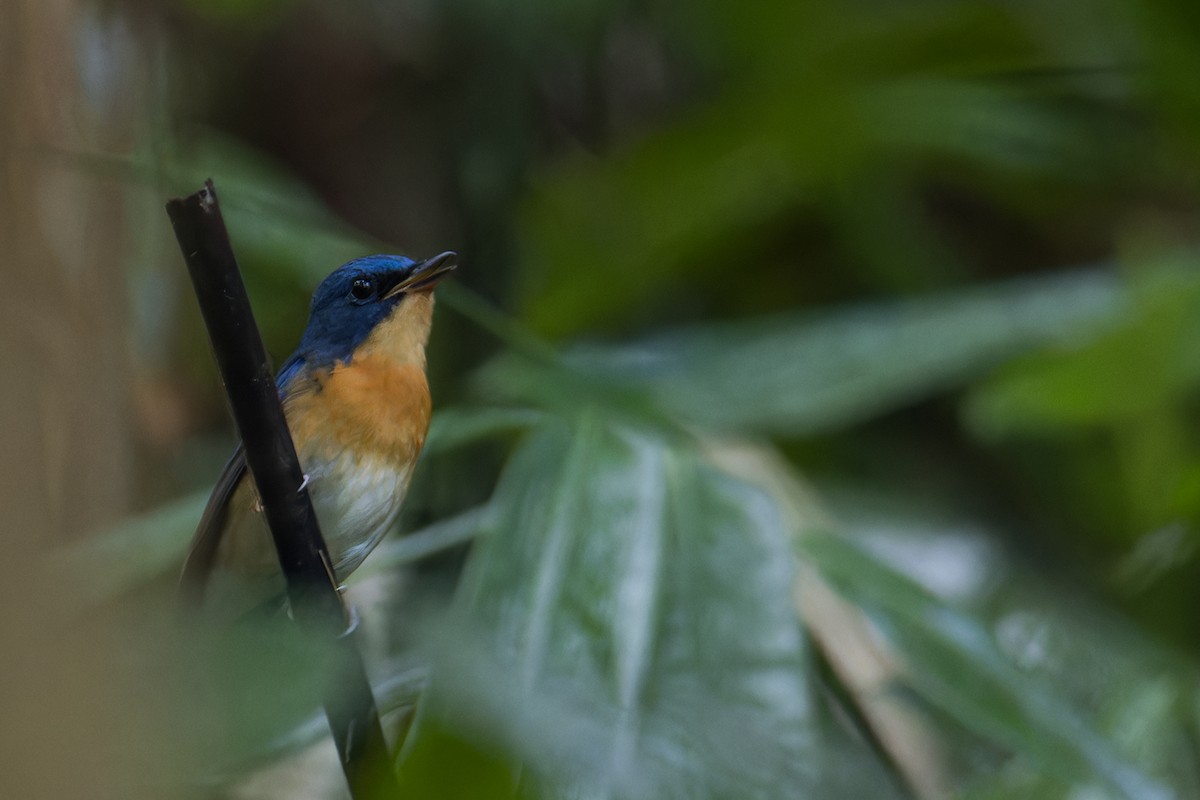 Large Blue Flycatcher - ML611828622