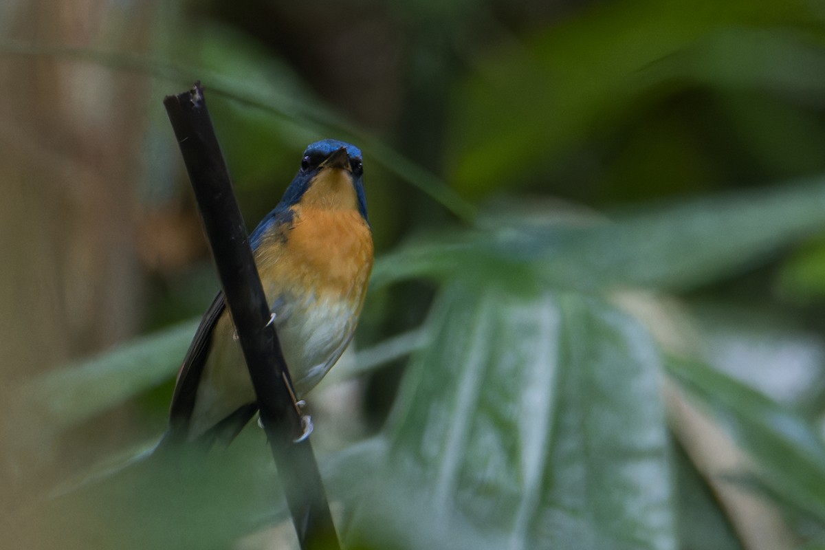 Large Blue Flycatcher - Wich’yanan Limparungpatthanakij
