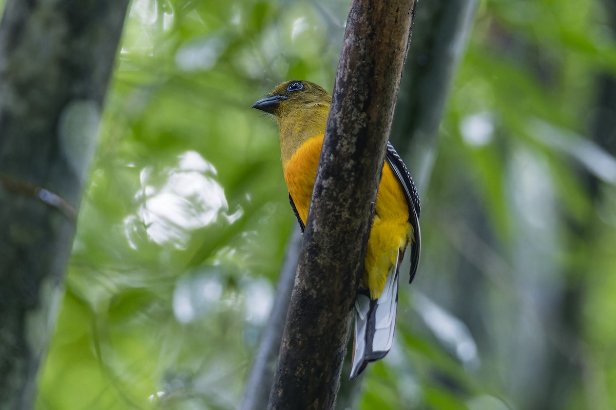 Turuncu Göğüslü Trogon [dulitensis grubu] - ML611828629