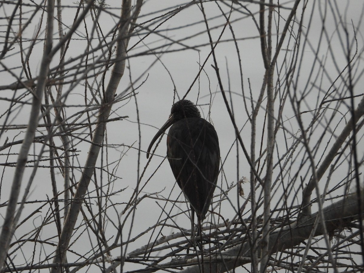 Glossy Ibis - ML611828633