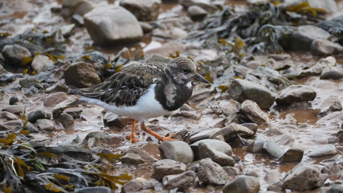 Ruddy Turnstone - ML611828634
