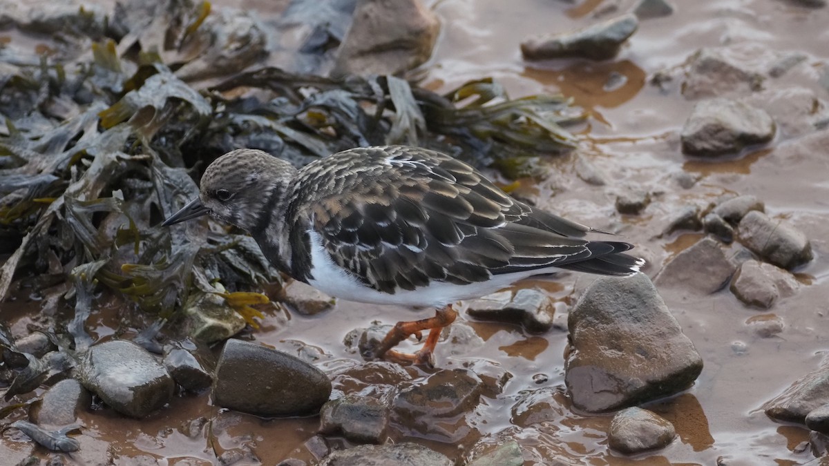 Ruddy Turnstone - ML611828637