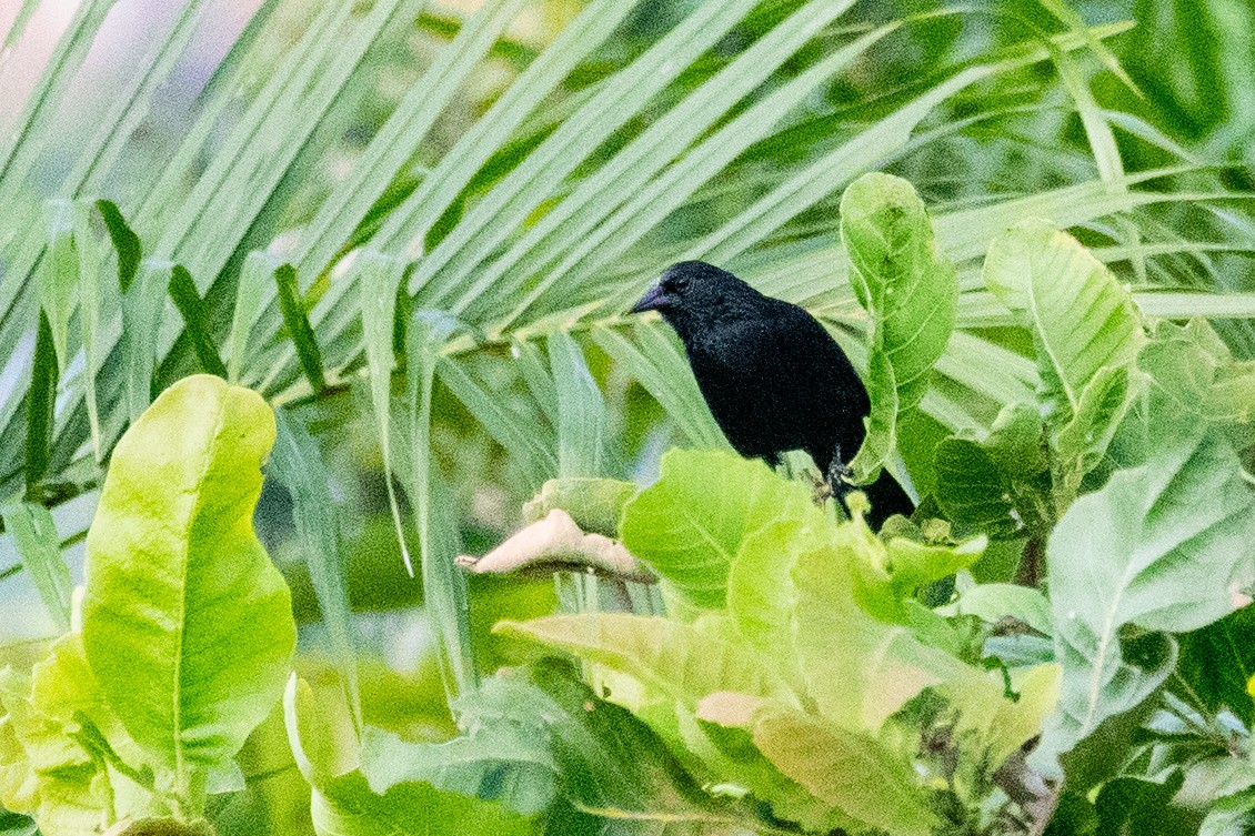 Forbes's Blackbird - ML611828641