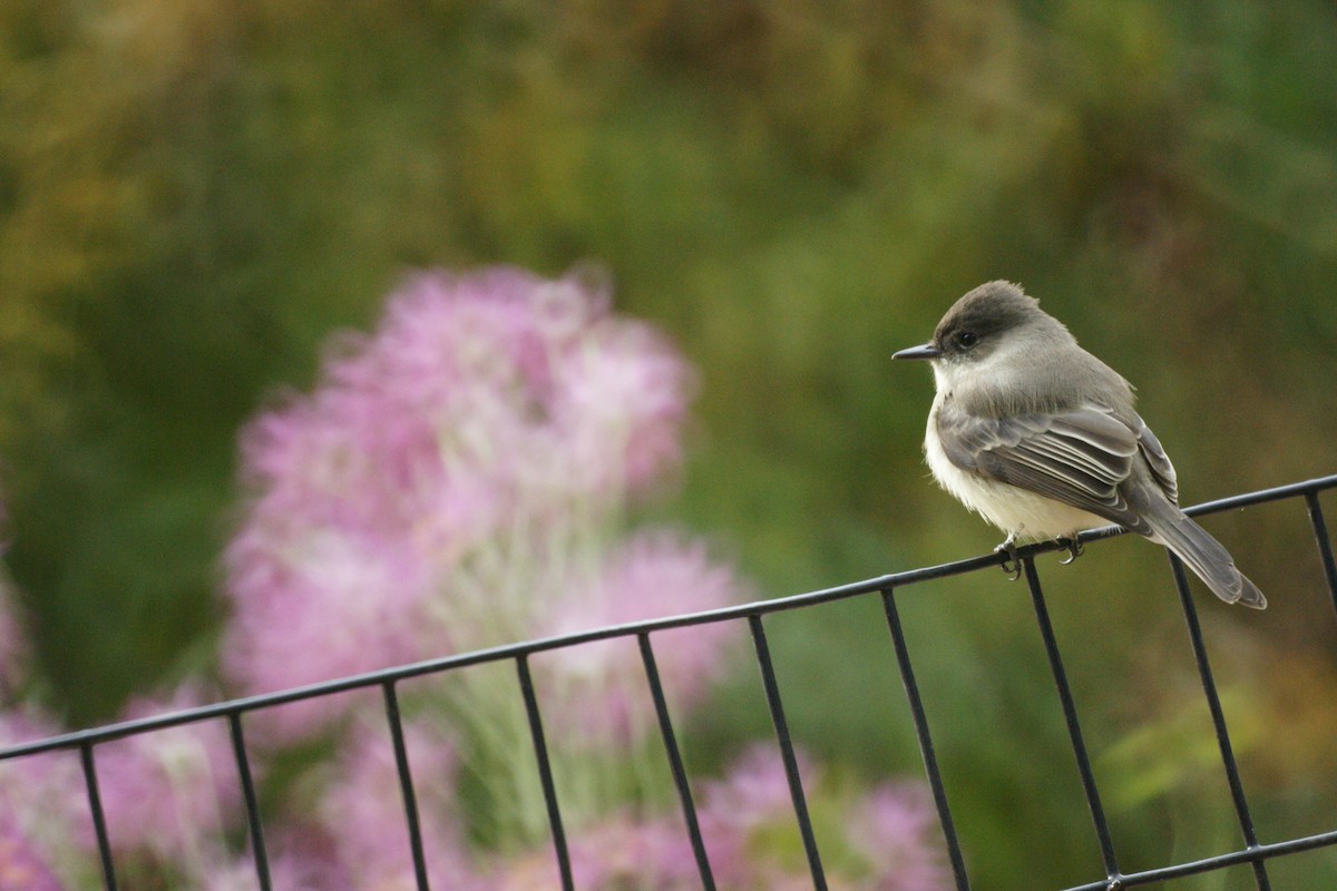 Eastern Phoebe - ML611828653