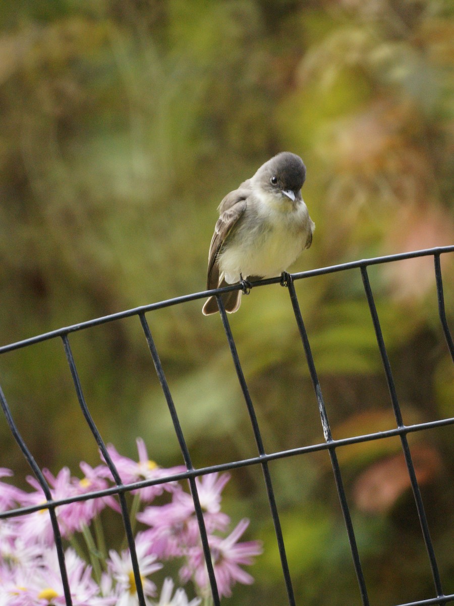 Eastern Phoebe - ML611828656