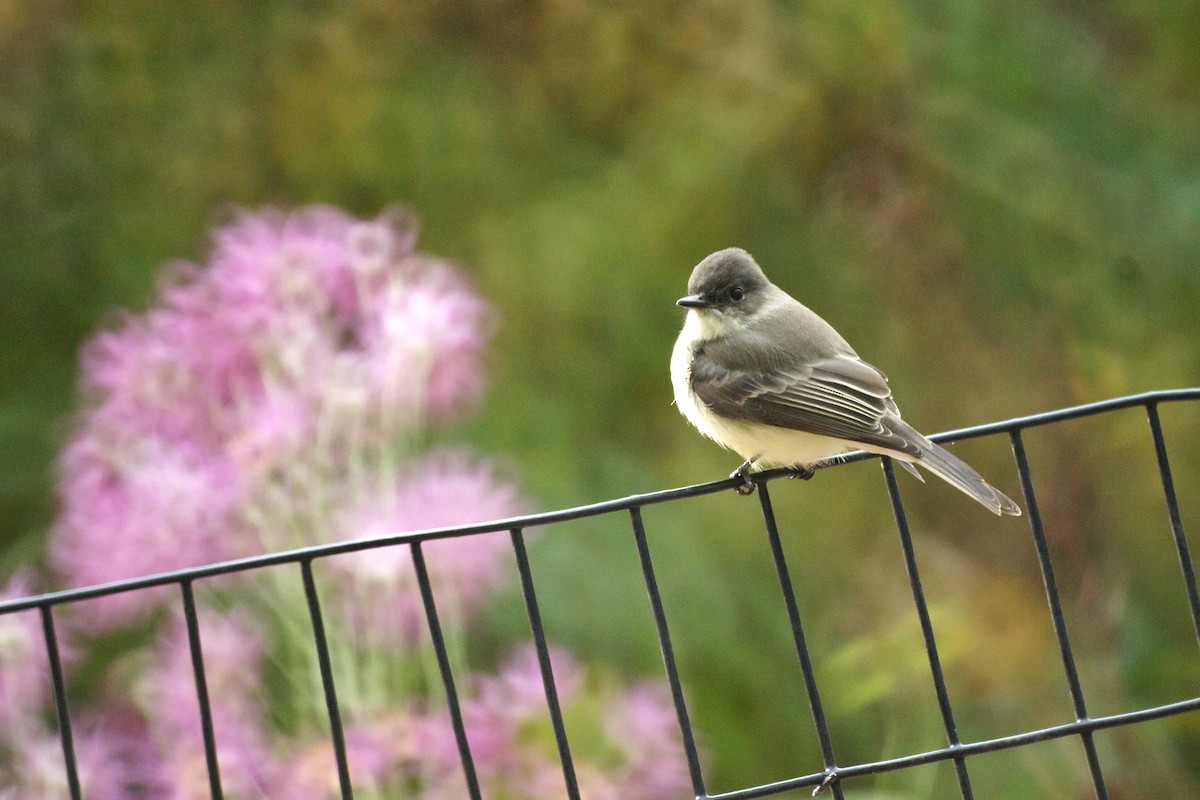 Eastern Phoebe - ML611828658