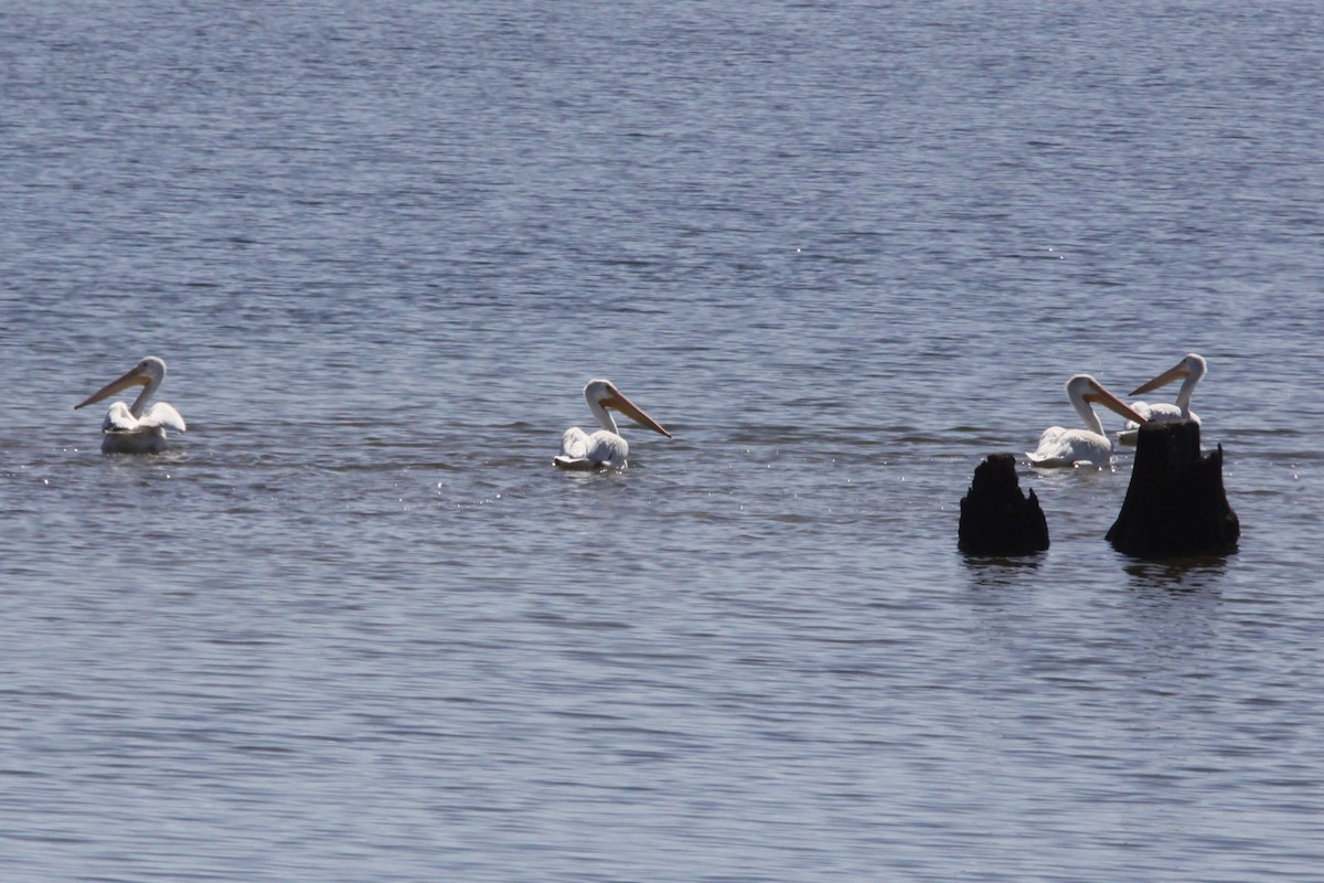 American White Pelican - alan mauer