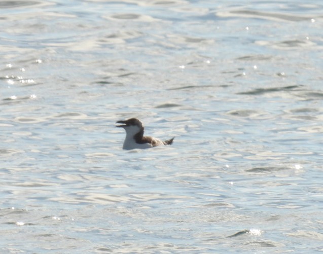 Razorbill - Derek Etherton