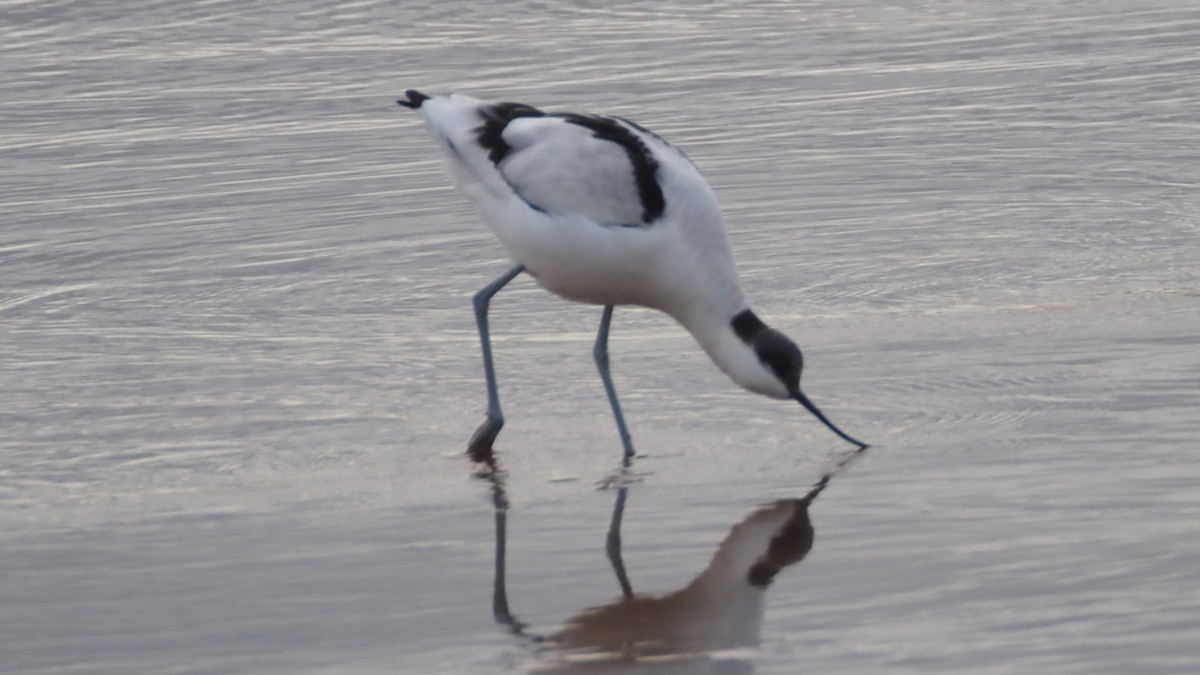 Pied Avocet - ML611828728