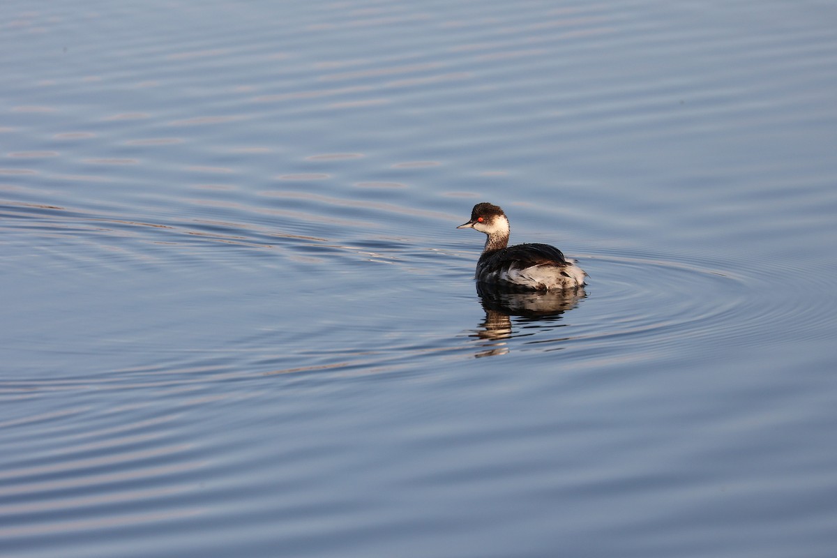 Eared Grebe - ML611828750