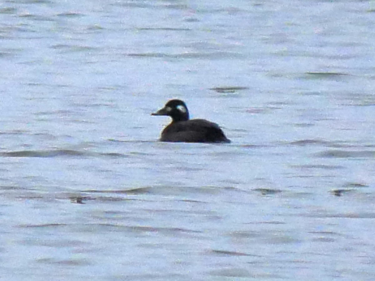 White-winged Scoter - ML611828798