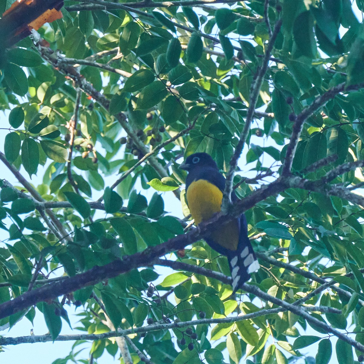 Black-headed Trogon - ML611828813