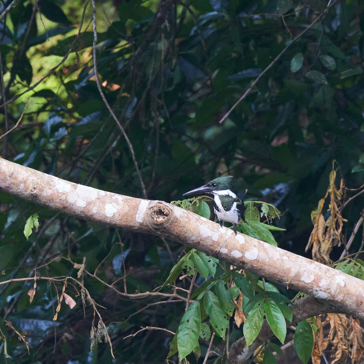 Amazon Kingfisher - ML611828820