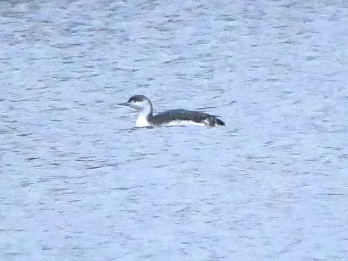 Red-throated Loon - ML611828822