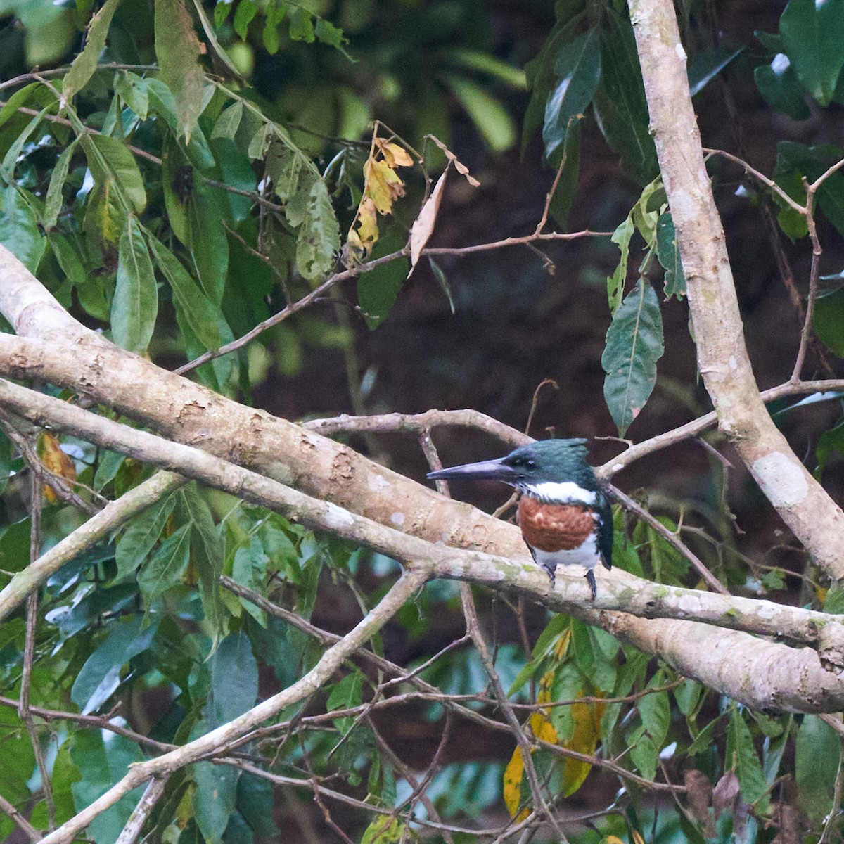 Amazon Kingfisher - ML611828823