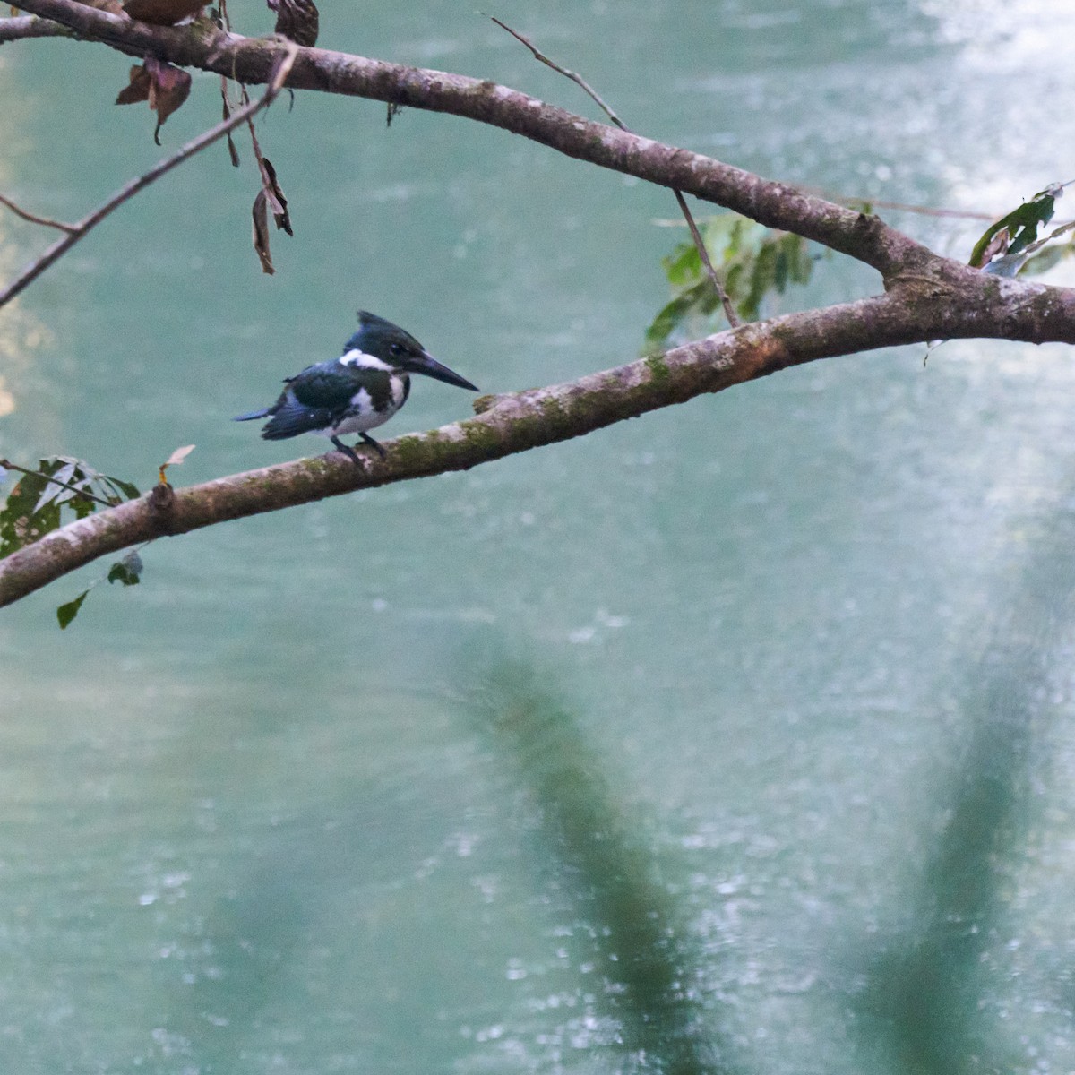 Amazon Kingfisher - ML611828824