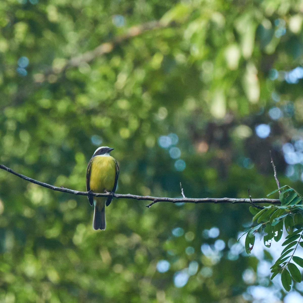 Social Flycatcher - ML611828832