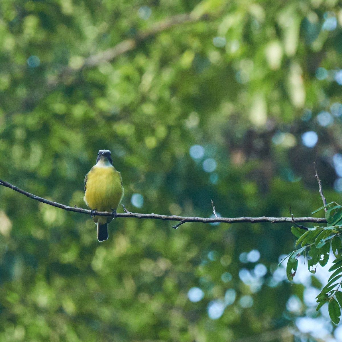 Social Flycatcher - ML611828836