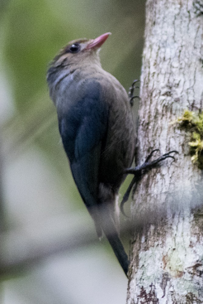 Nuthatch-Vanga - ML611828841