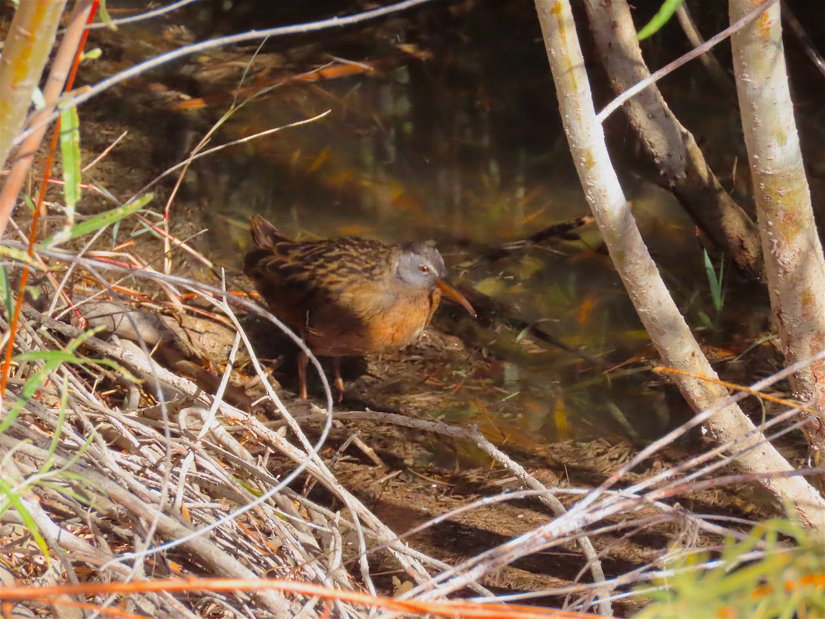 Virginia Rail - Marc Lichtenberg