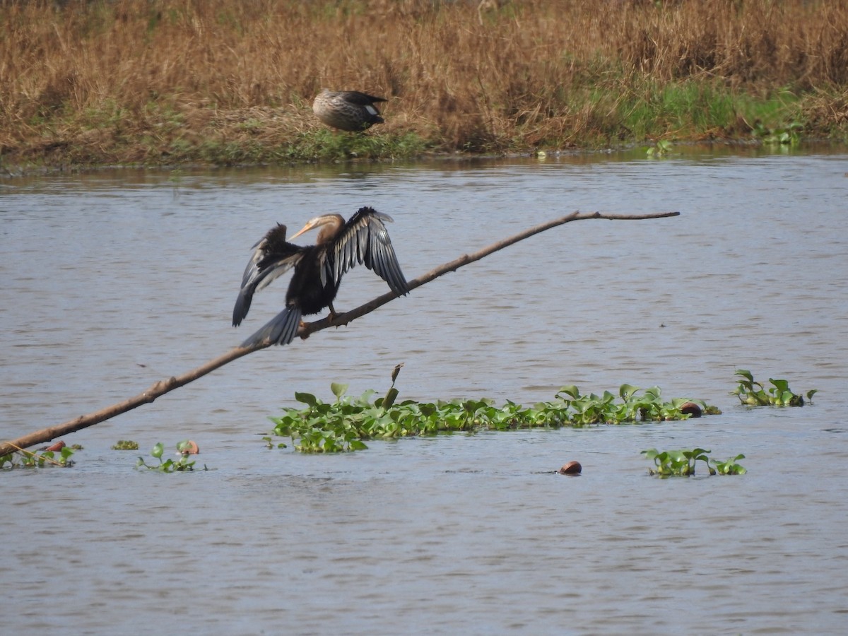 Anhinga Asiática - ML611829092