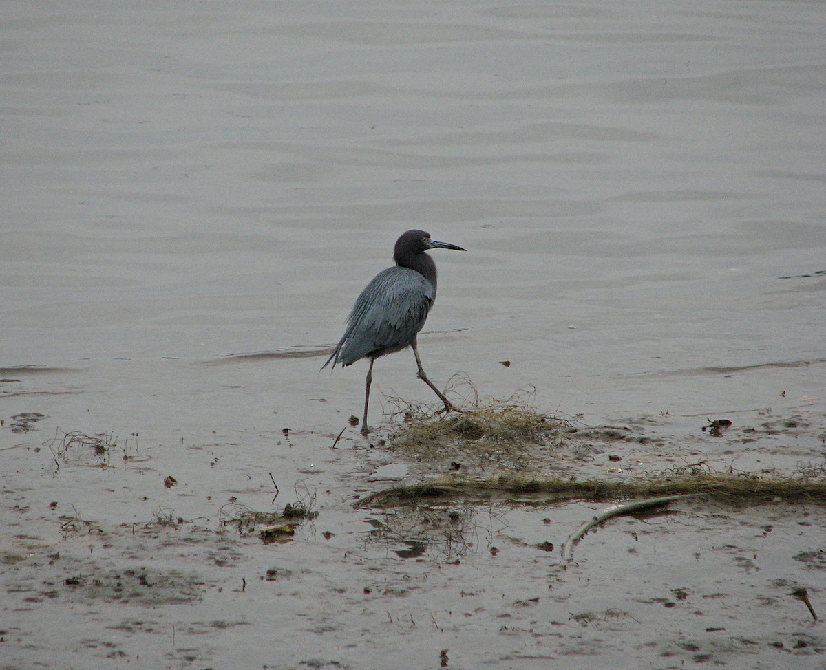 Little Blue Heron - ML611829101