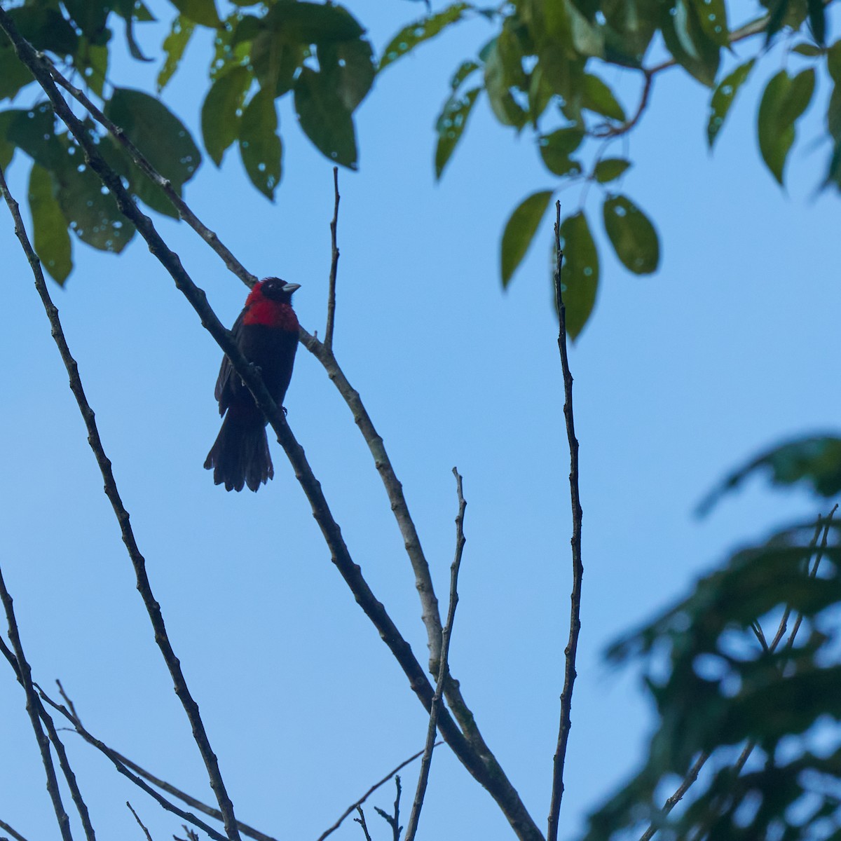 Crimson-collared Tanager - ML611829141