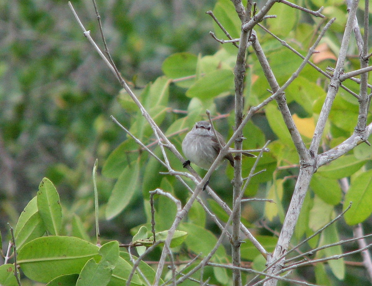 Tumbes Tyrannulet - ML611829155