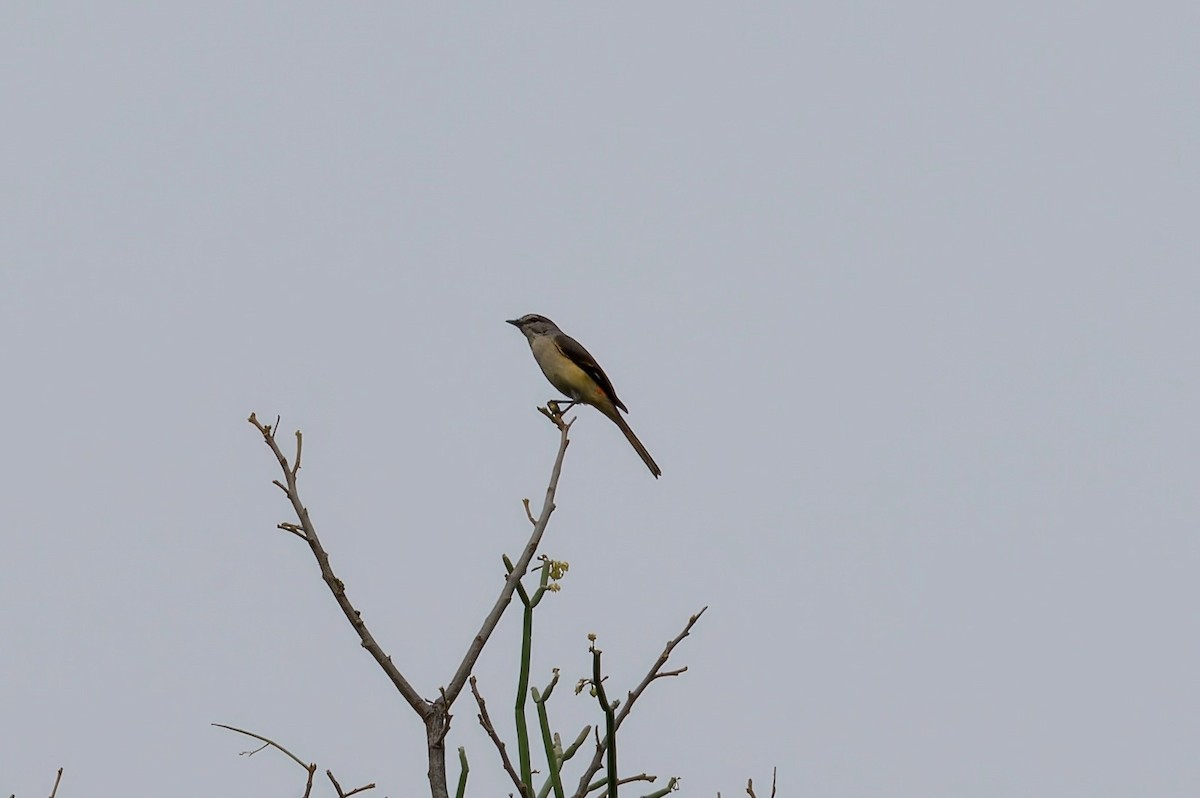 Small Minivet - ML611829255