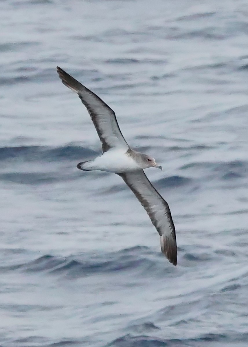 Cape Verde Shearwater - Gareth Hughes