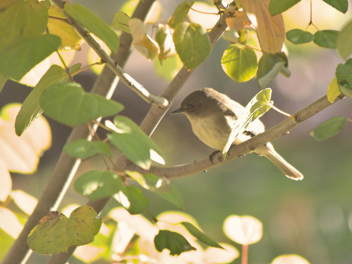 Eastern Phoebe - ML611829439