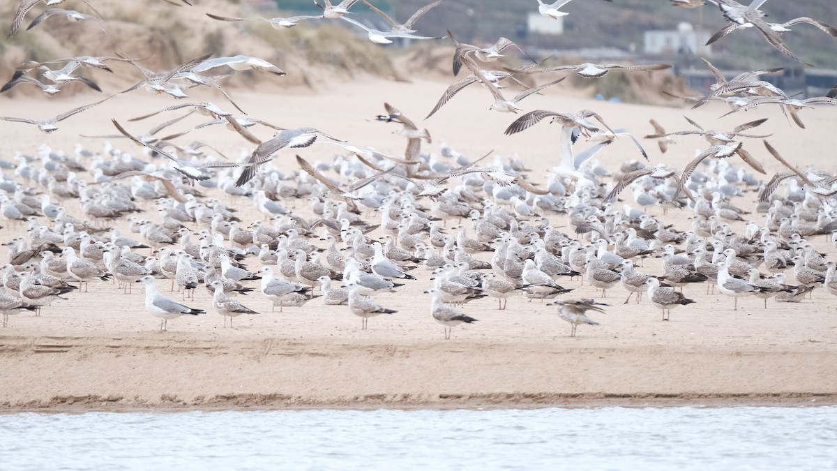 Yellow-legged Gull - ML611829473