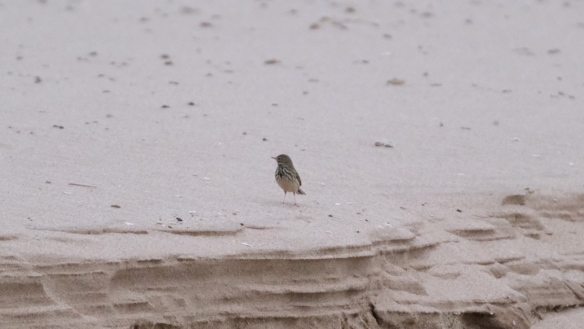 Pipit farlouse - ML611829505