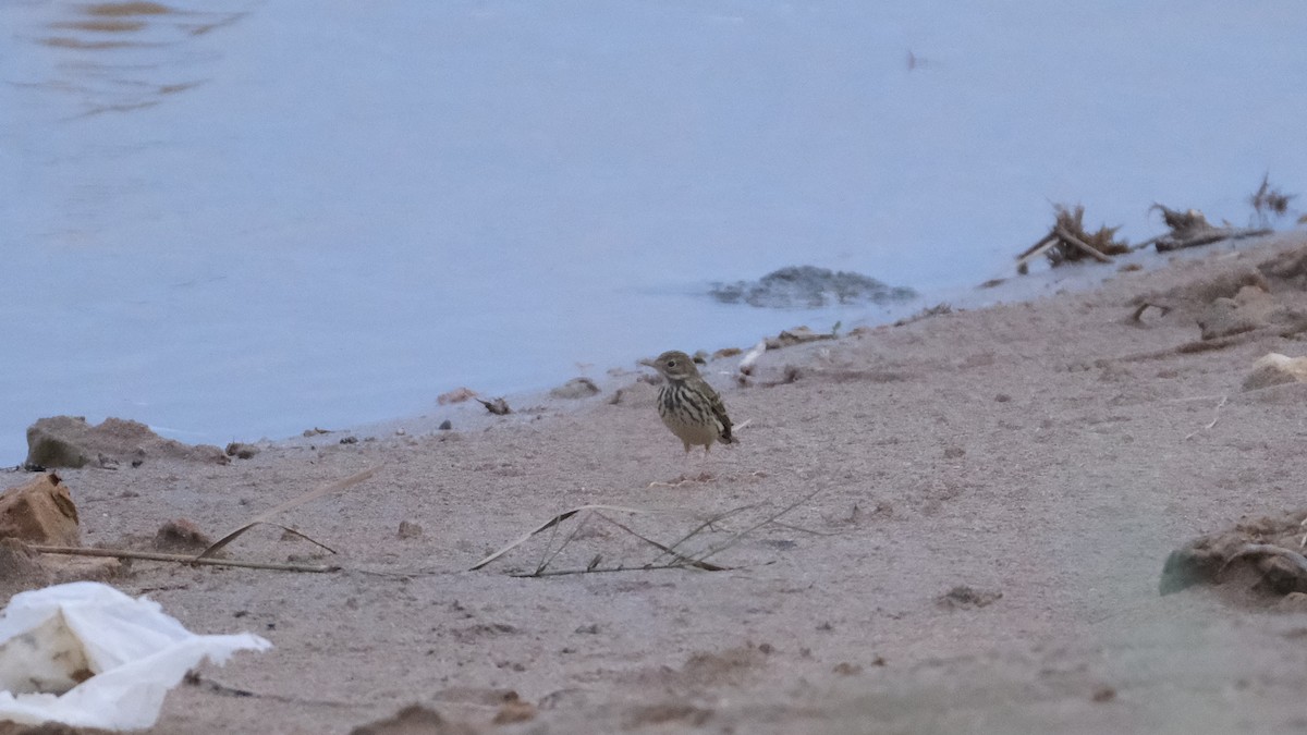 Pipit farlouse - ML611829507