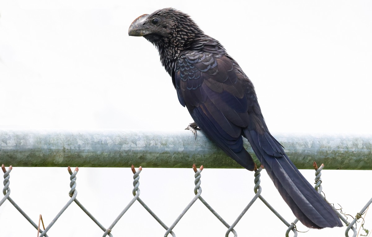 Smooth-billed Ani - ML611829551