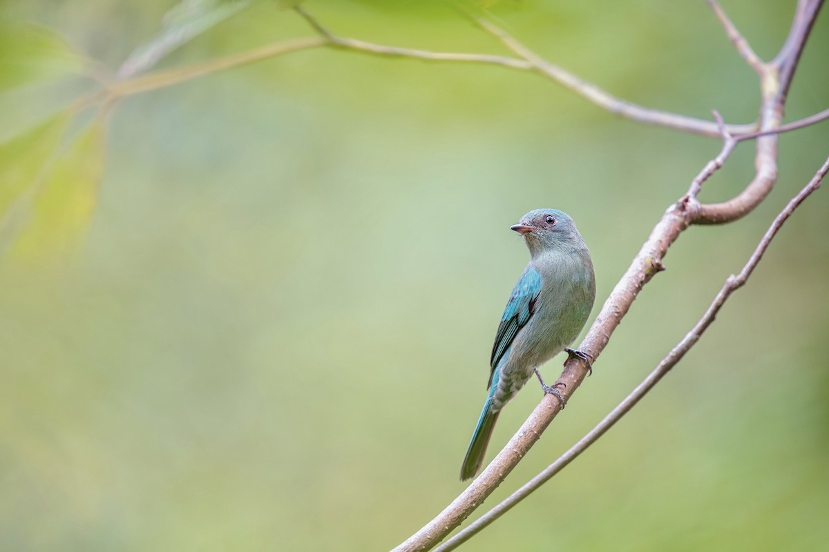 Verditer Flycatcher - ML611829567