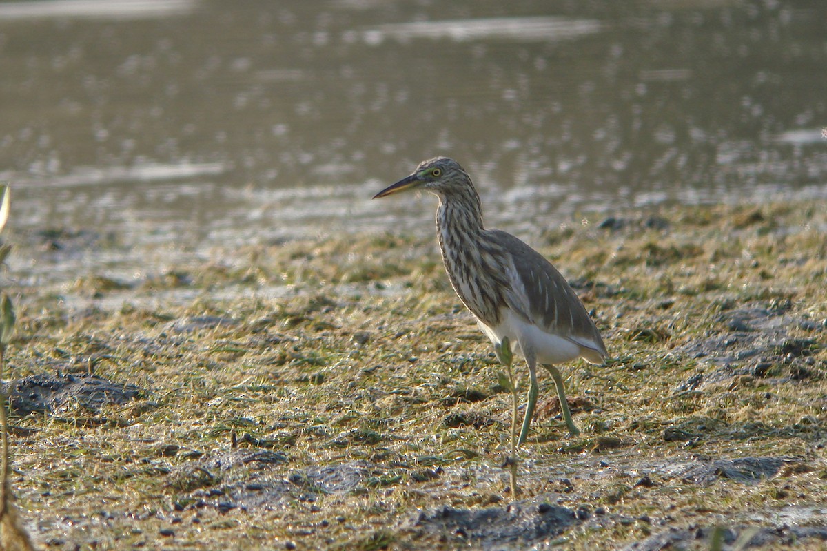 Indian Pond-Heron - ML611829581