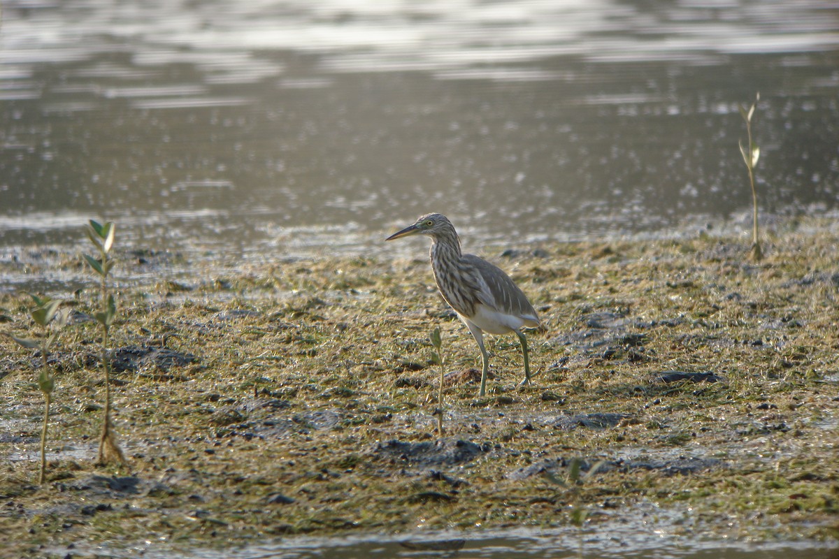 Indian Pond-Heron - ML611829582